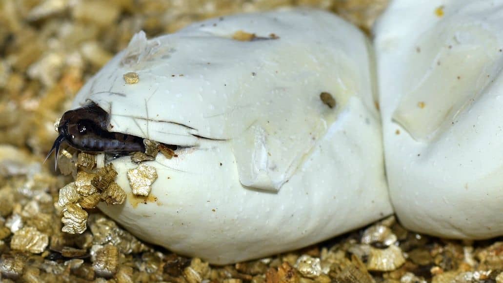 Baby snake hatching from egg