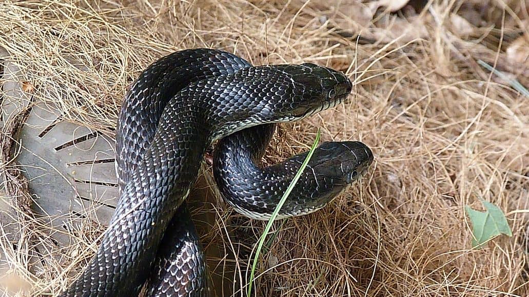 Black rat snakes mating