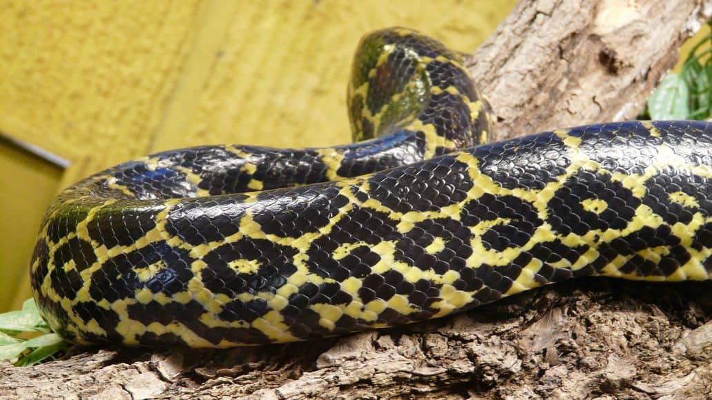 Yellow anaconda in enclosure