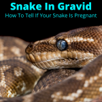 Pregnant snake in gravid
