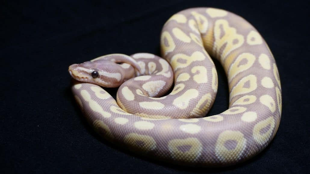 Banana ball python in habitat