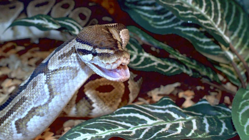 Happy ball python