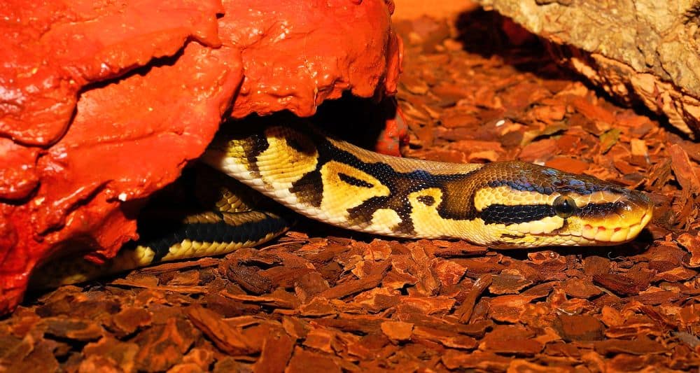 Ball python on bark bedding