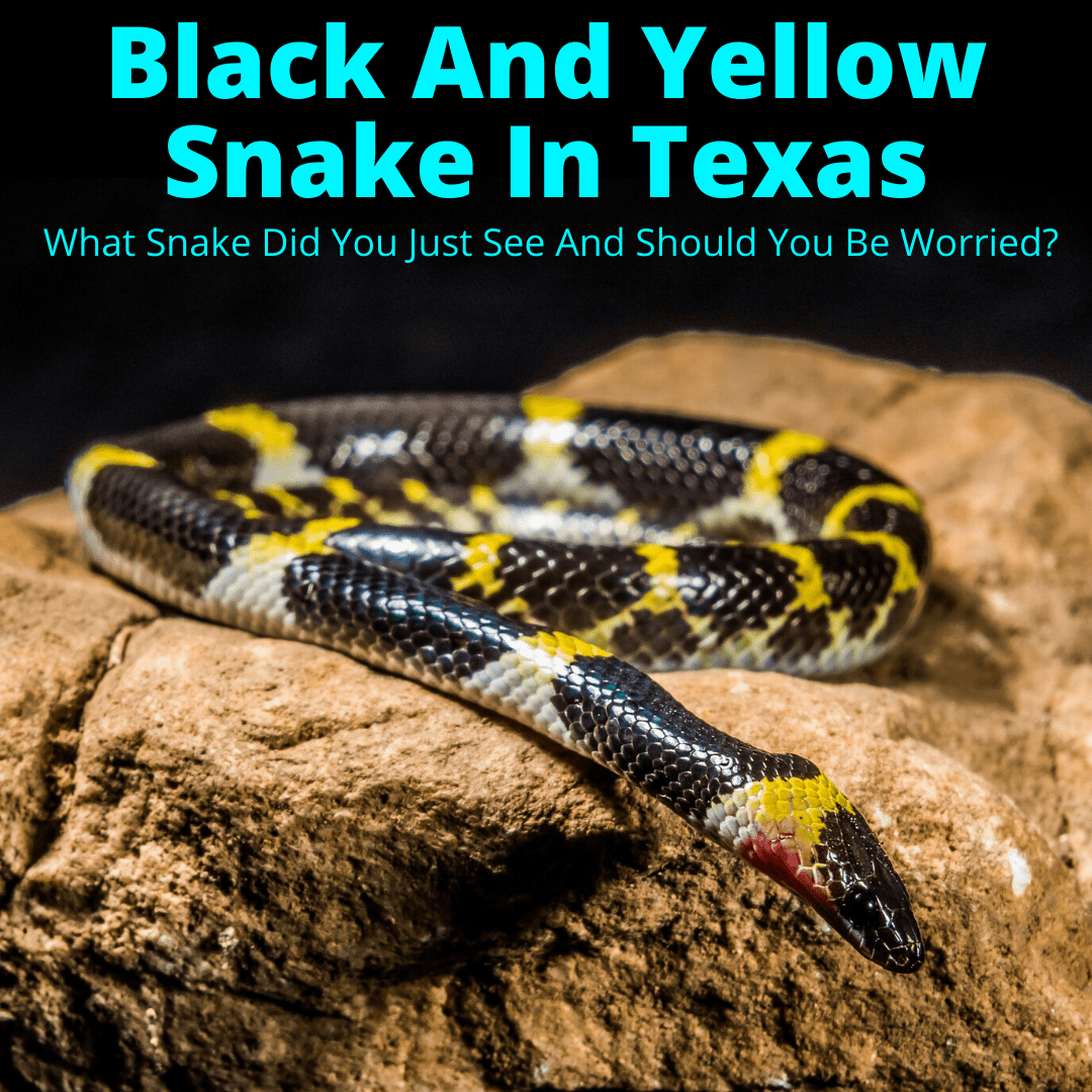 Yellow and black snake in Texas