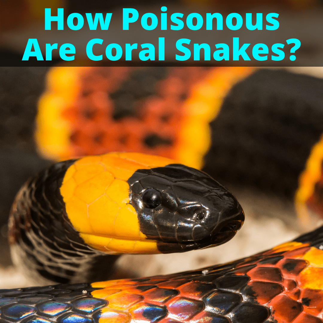 How Poisonous Are Coral Snakes 2023 