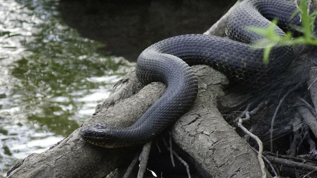 Nerodia water snake