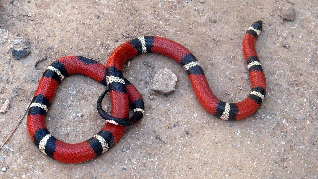scarlet king snake