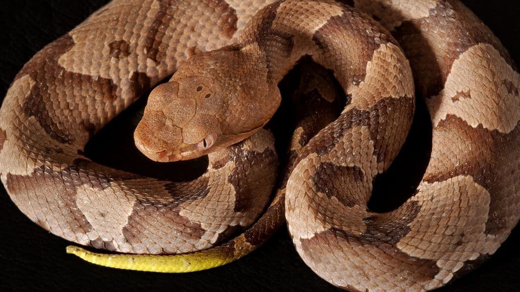 baby copperhead can kill you
