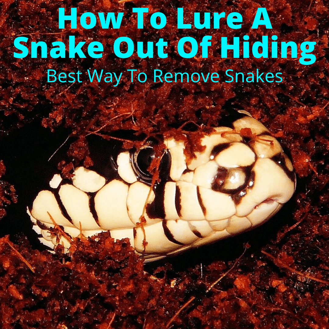 Lure A Snake Out Of Hiding