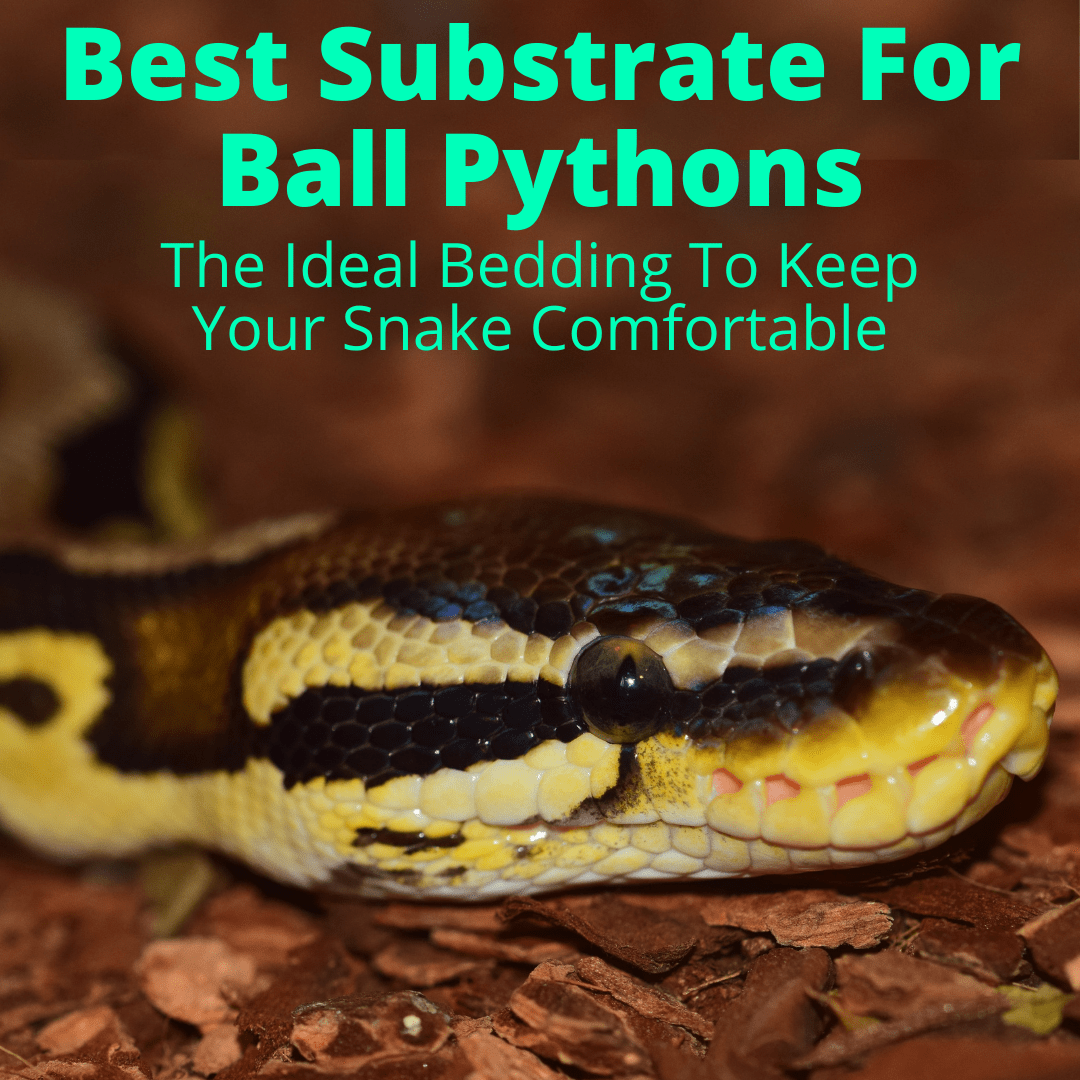 Best Substrate For Ball Pythons