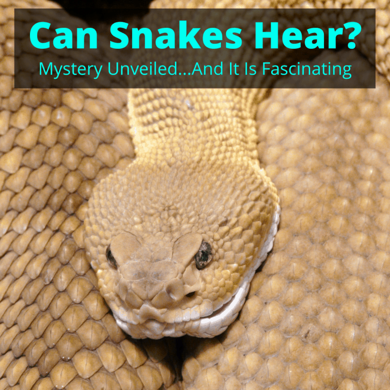 Can Snakes Hear Sound? (Mystery Unveiled...And It Is Fascinating) - My