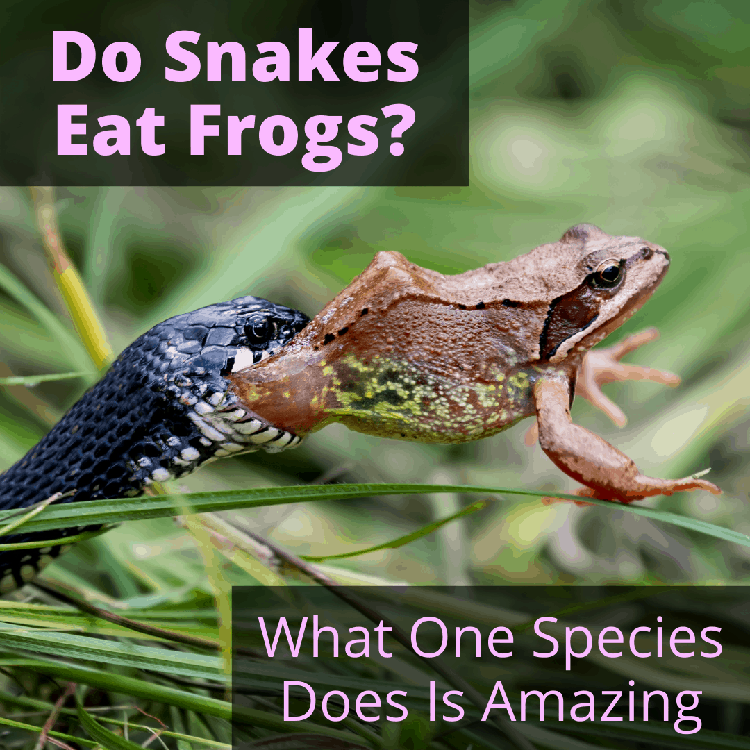 Do Snakes Eat Frogs