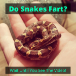 Do Snakes Fart
