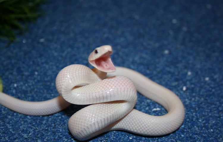 Leucistic Texas Rat Snake