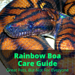 Rainbow Boa Care