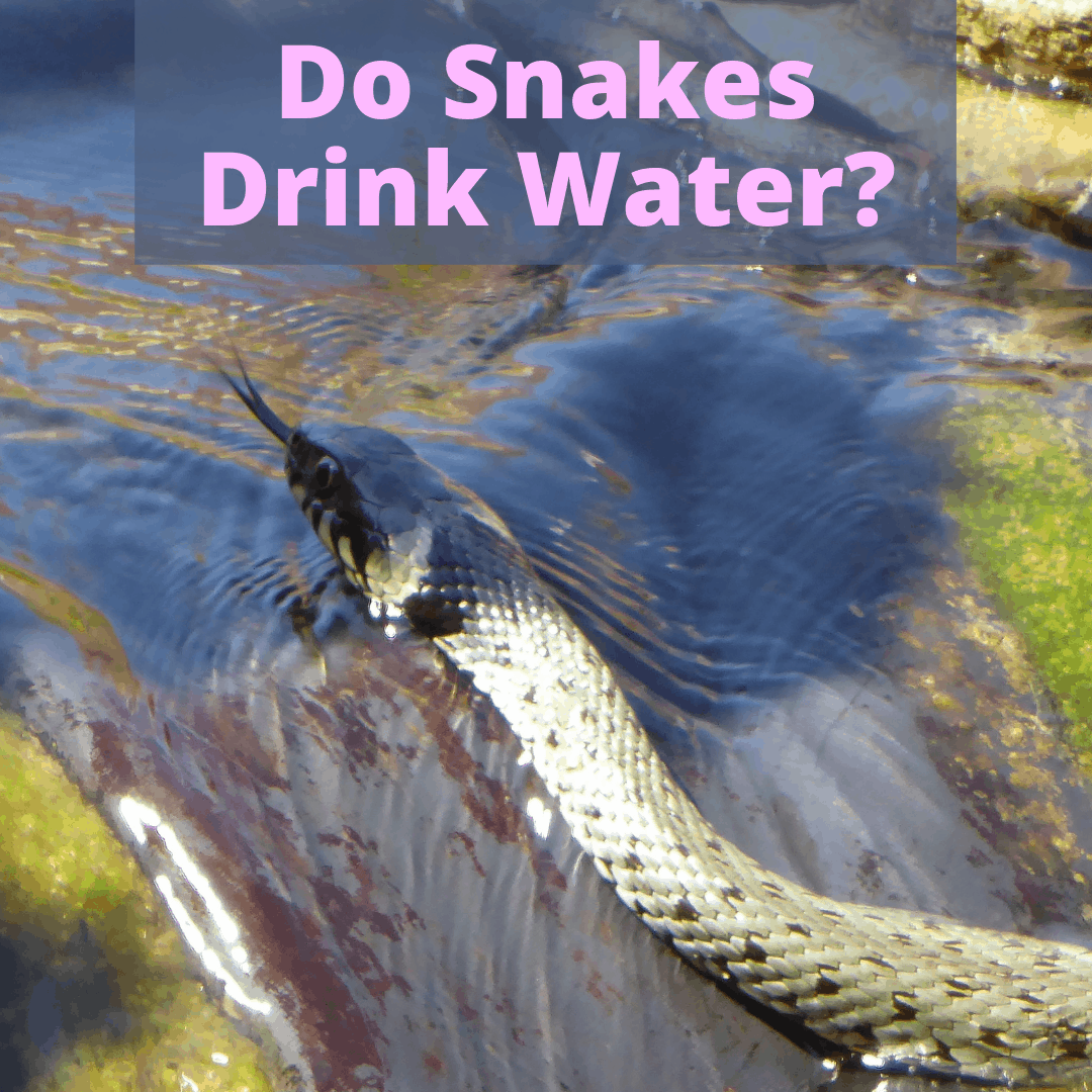 Do Snakes Drink Water