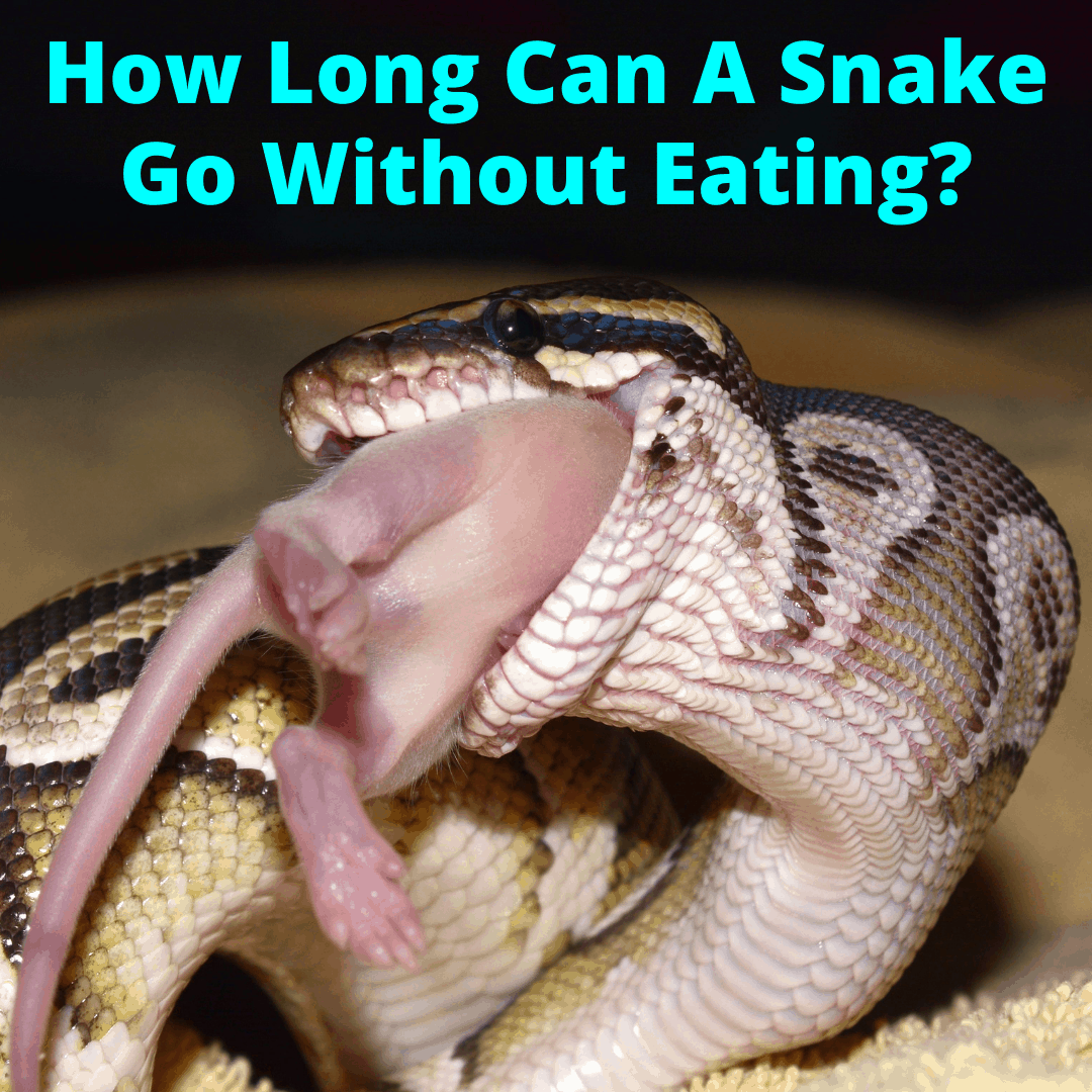 How Long Can A Snake Go Without Eating? My Snake Pet