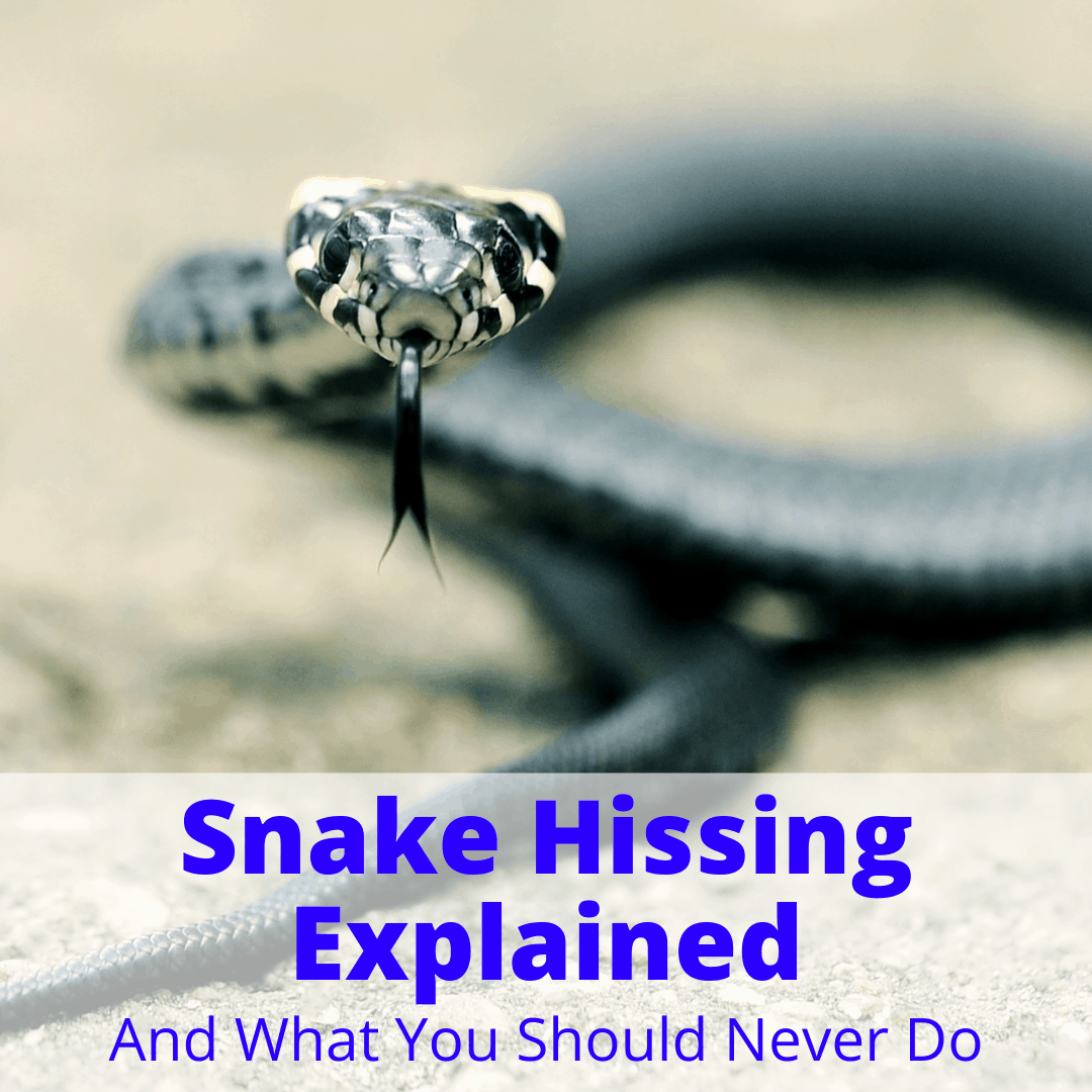 www.mysnakepet.com