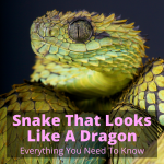 Snake That Looks Like A Dragon (Everything You Need To Know)