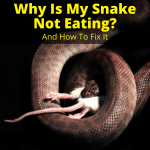 Why Is My Snake Not Eating