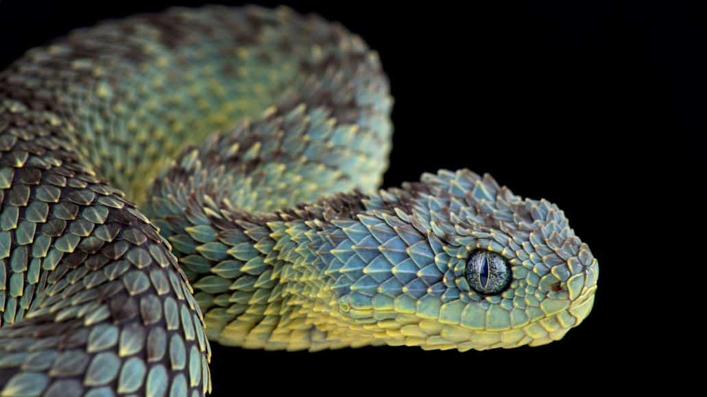 snake with hidden ears