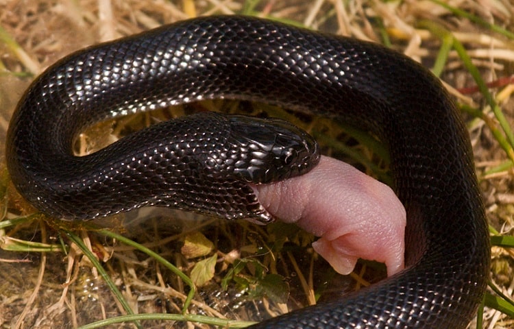 snake eats rodent with teeth