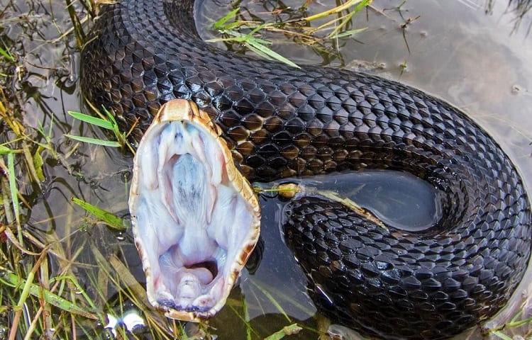 cottonmouth snake ready to bite
