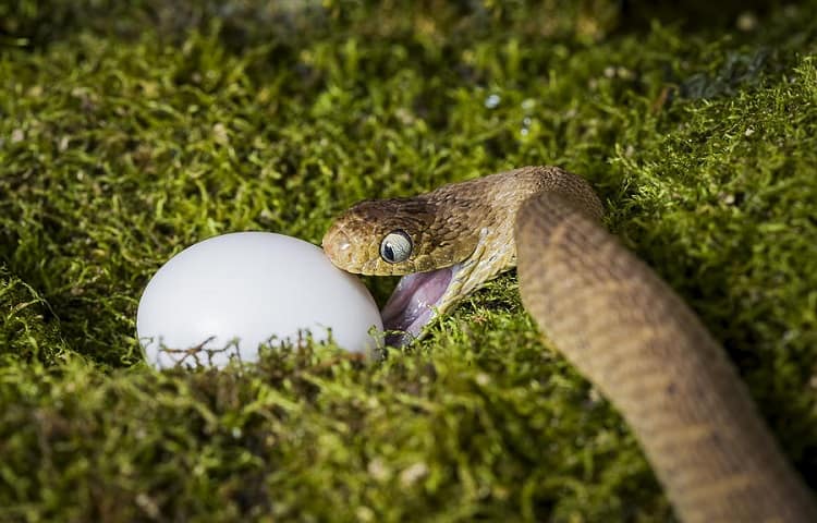 snake eats egg