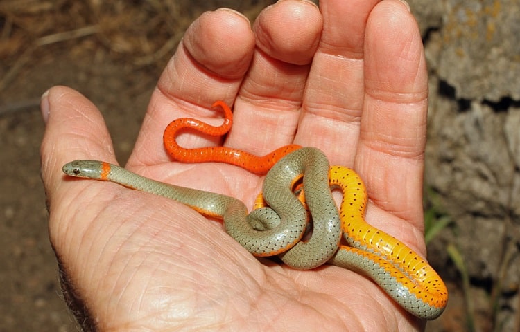 ringnecked snake as a pet