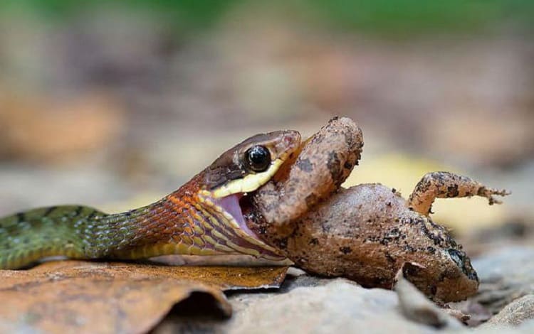 snake feeding on frog