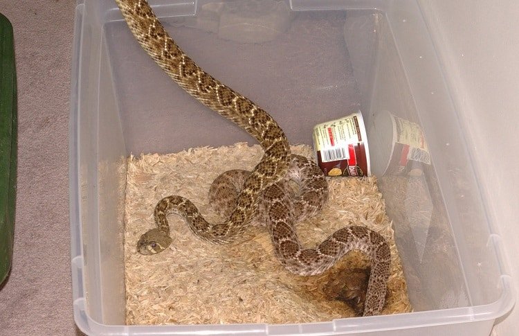 corn snake rack system