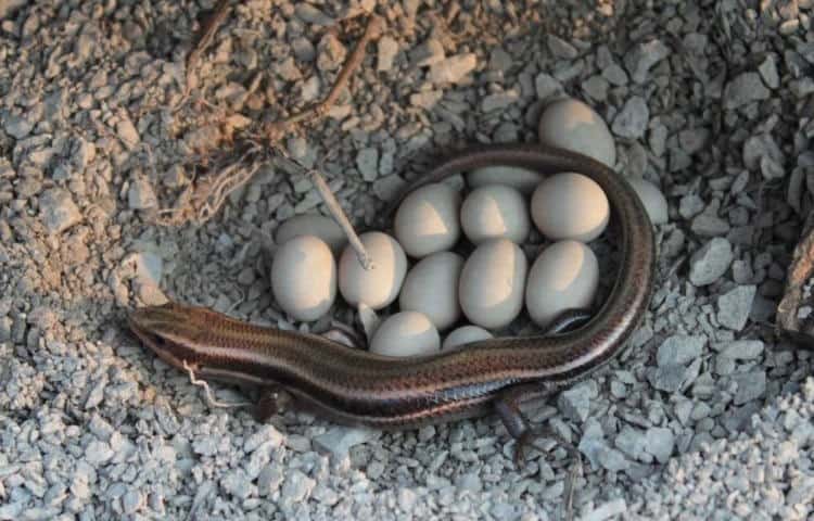 lizard with eggs