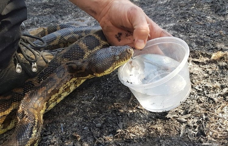 how snakes apsorb water