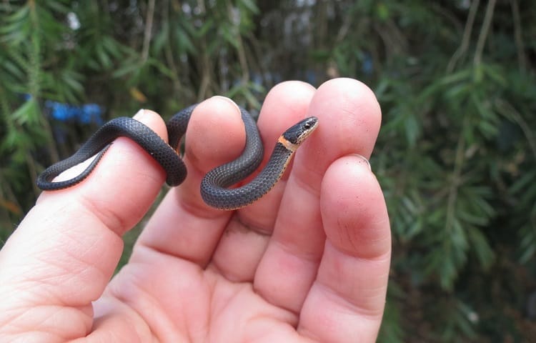 handling a ringnecked snake