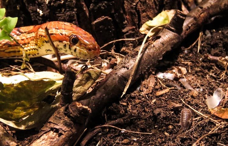 forest floor bedding for ball python