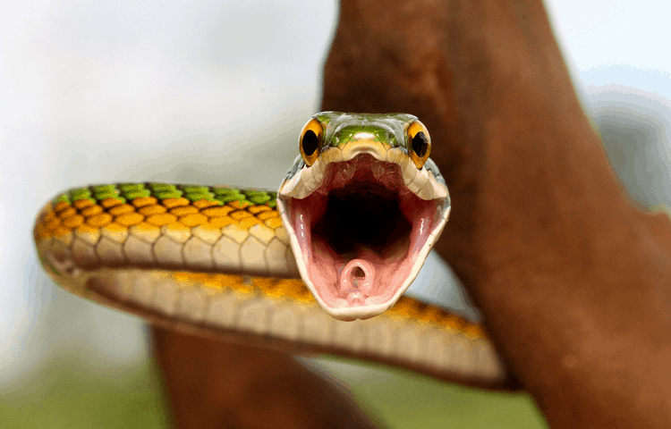 what snake hissing means