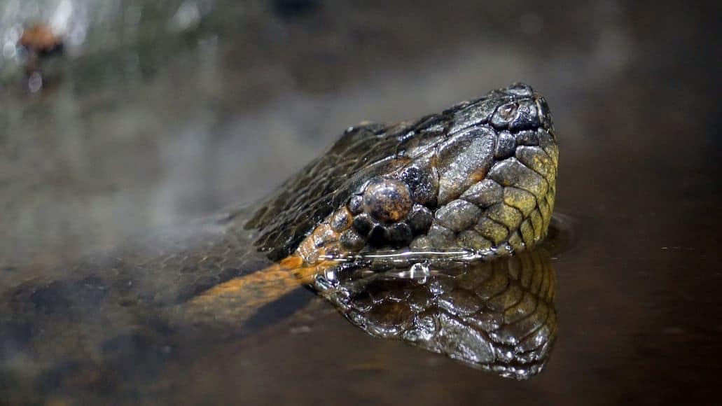 snake holding its breath in water