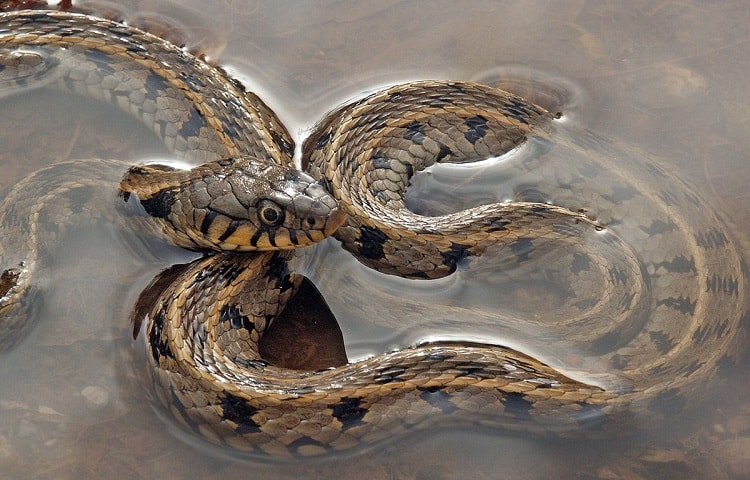 grass snake in water
