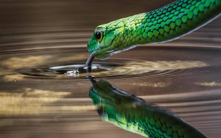 green snake on water