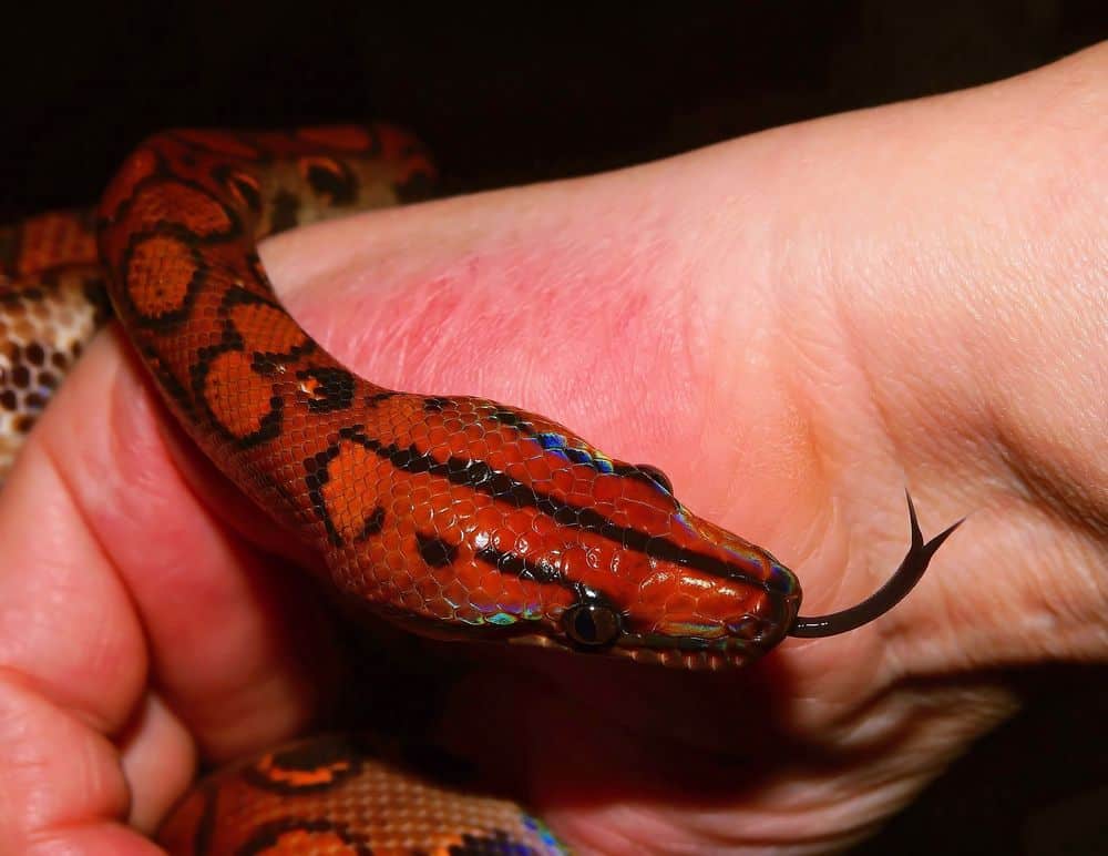snake showing affection in hand