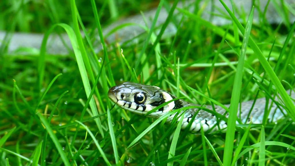 Snake slithering in grass
