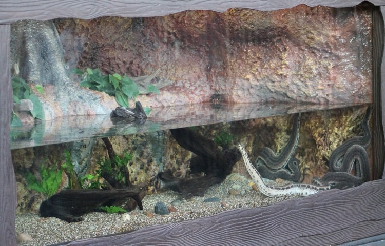 elephant trunk snakes in their enclosure