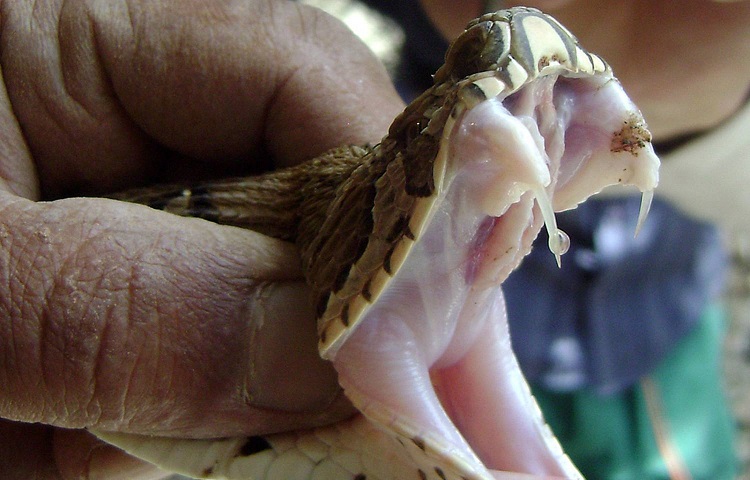 snake fangs with venom