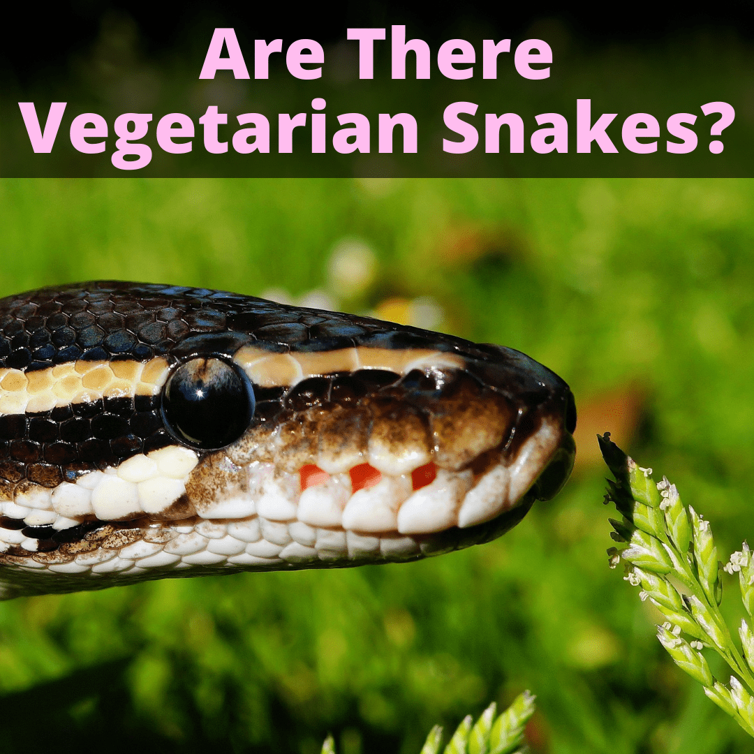 Are There Vegetarian Snakes?