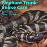 Elephant Trunk Snake Care