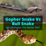 Gopher Snake Vs Bull Snake