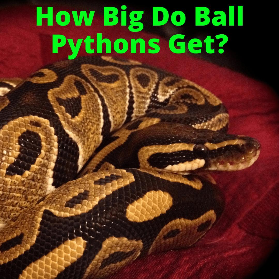 How Big Do Ball Pythons Get