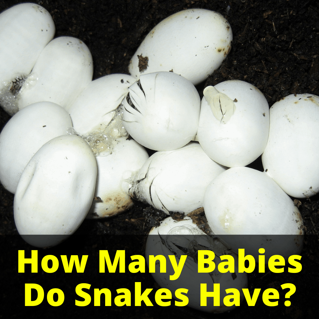 How Many Babies Do Snakes Have