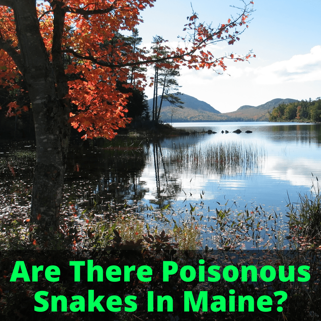 Are There Poisonous Snakes In Maine