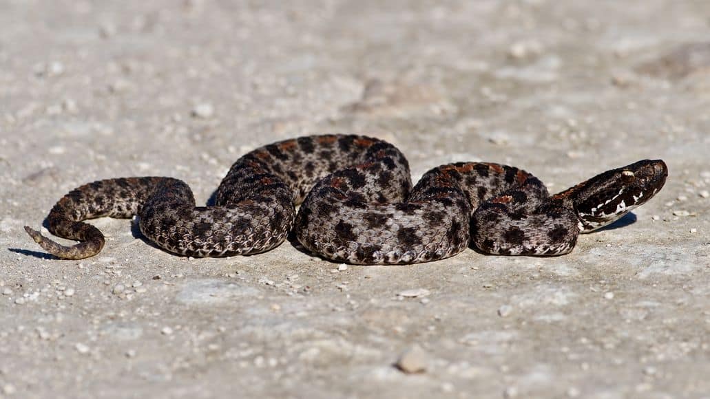 rattlesnakes live in warm dry areas